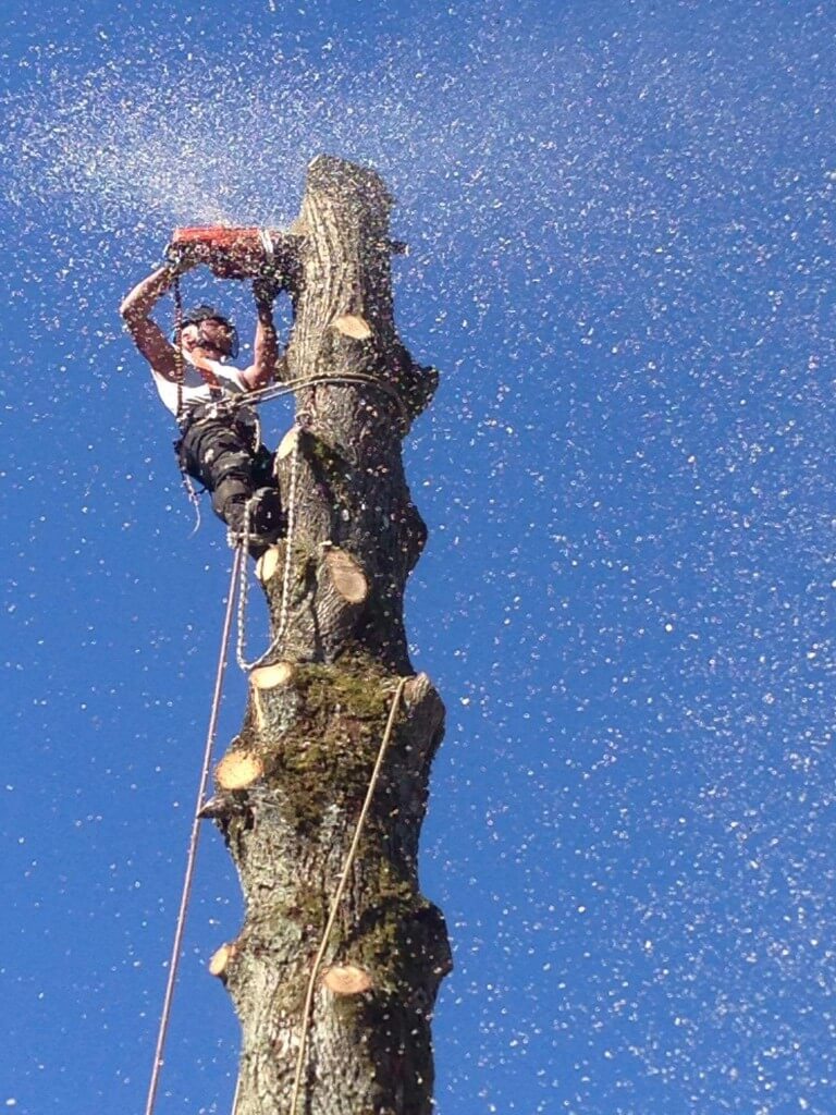 urban trädfällare arborist